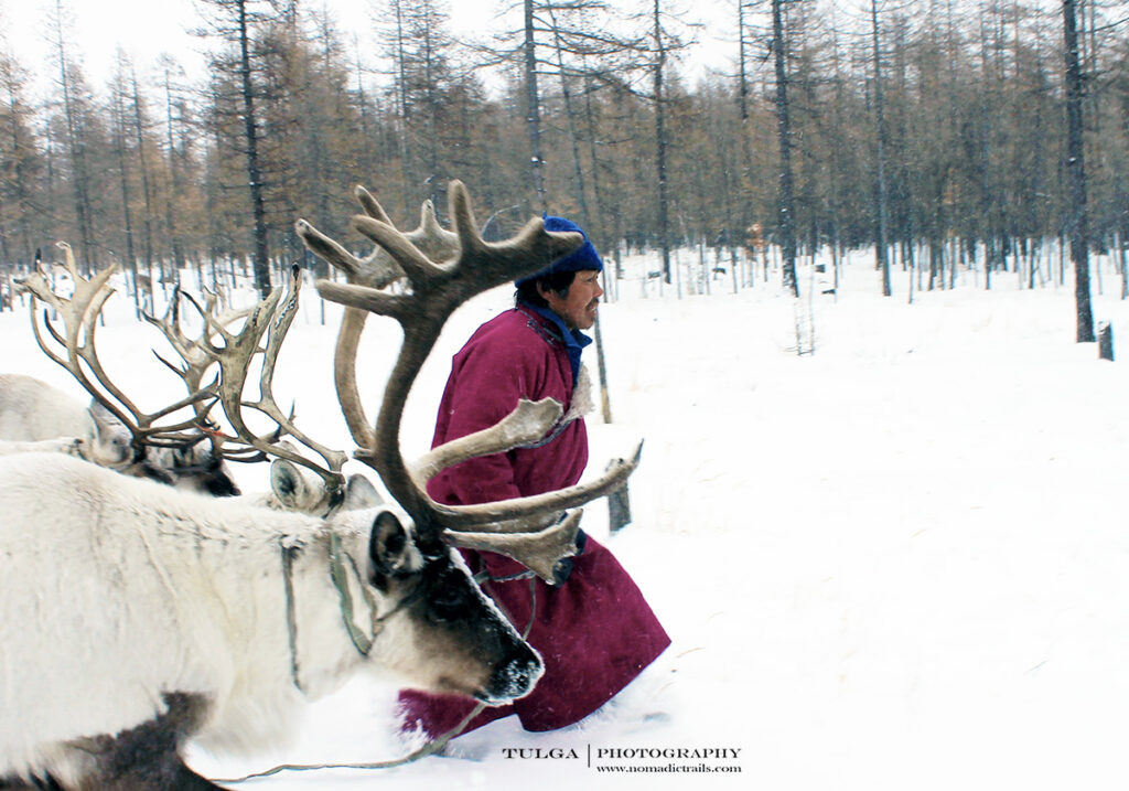 Reindeer Herder