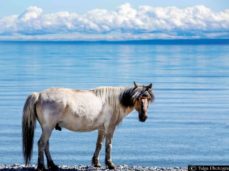 khuvsgul lake mongolian horses