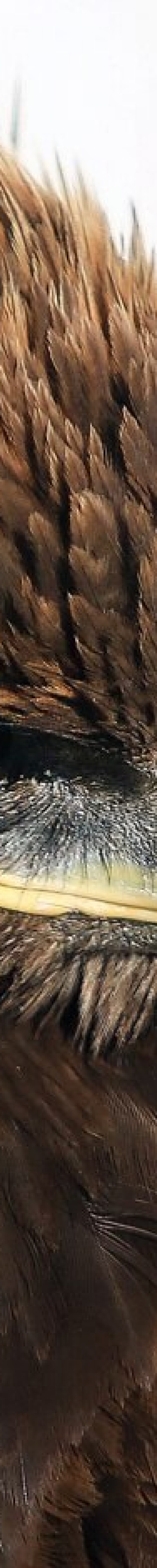 Mongolian Falconry Golden Eagle