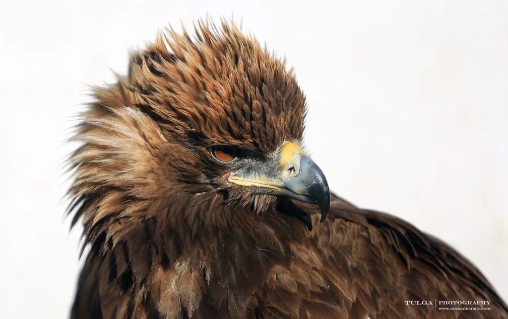 Mongolian Falconry Golden Eagle