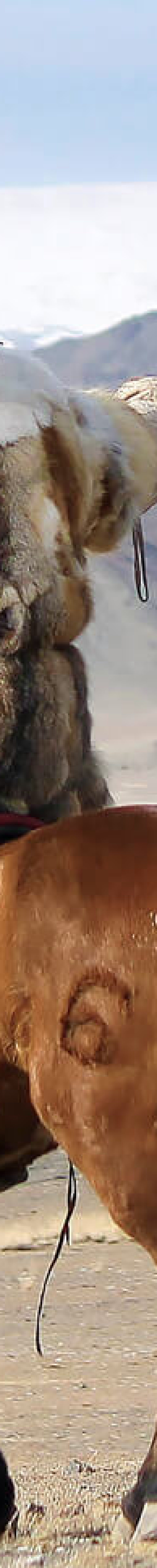 Golden eagle landing on arm