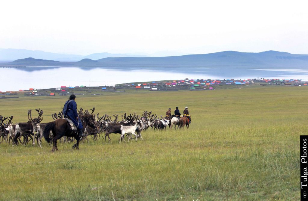 Almost to the Festival Reindeer Festival Mongolia