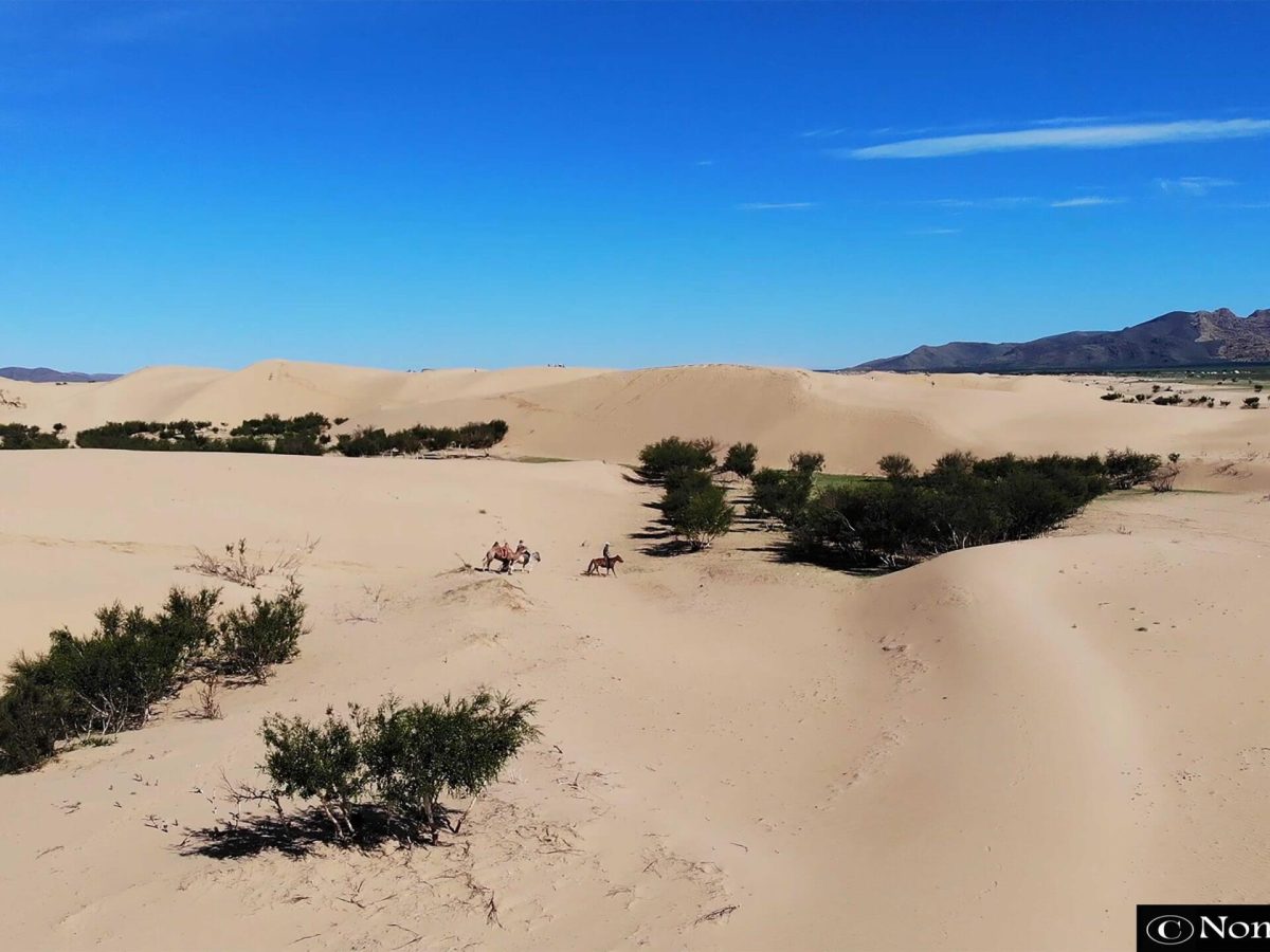 Elsen Tasarkhai Little Gobi