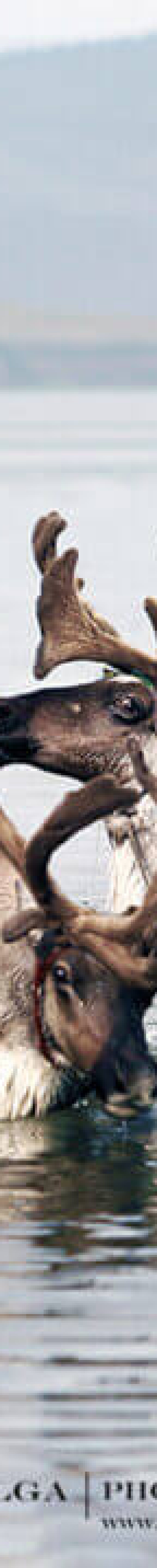 Reindeer swimming in the lake at 2019 Reindeer Herders Festival