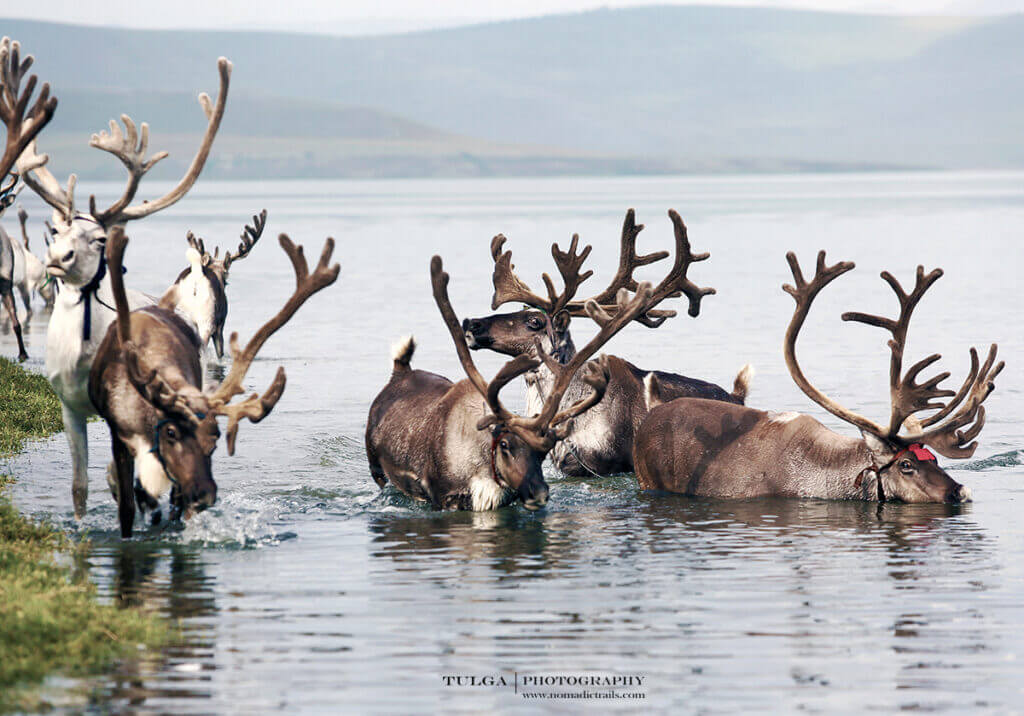 Reindeer swimming in the lake at 2019 Reindeer Herders Festival