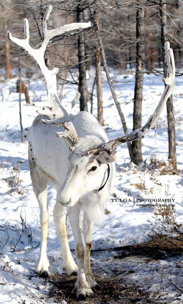 The White Spirit - rare white reindeer in Mongolia