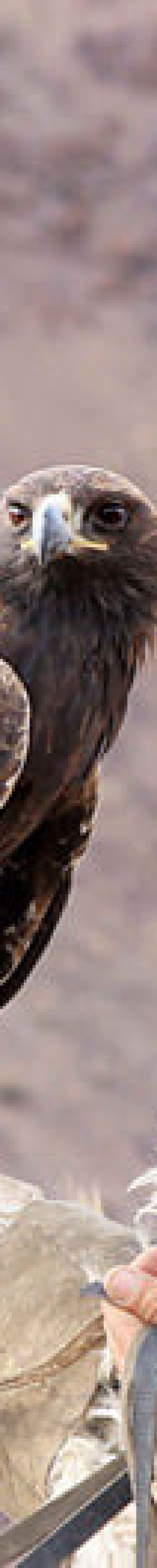 Golden Eagle Hunter with eagle gazing into the distance