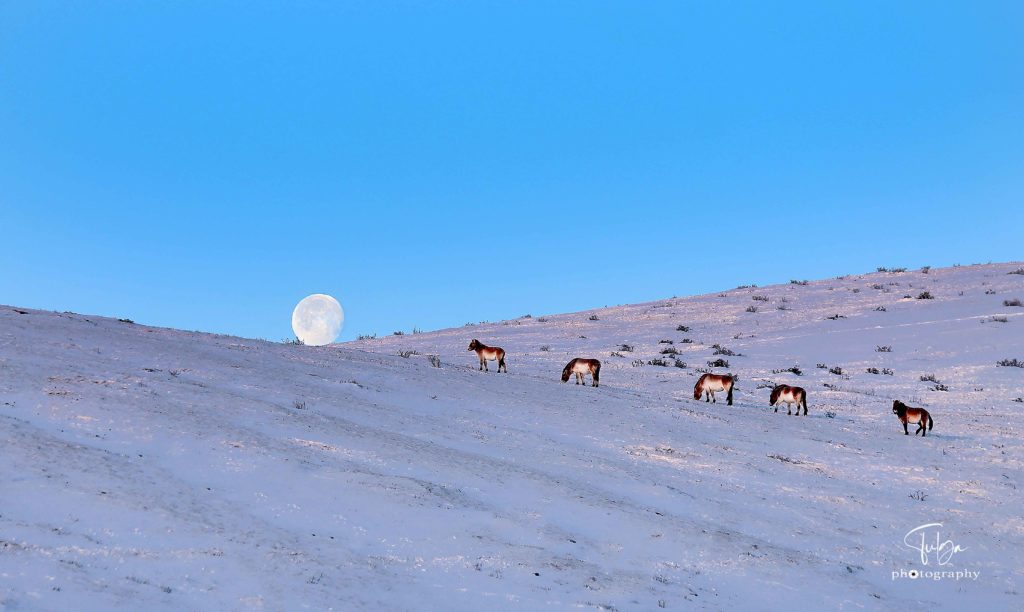short tour mongolia to khustai national park - takhi horses with winter scenery