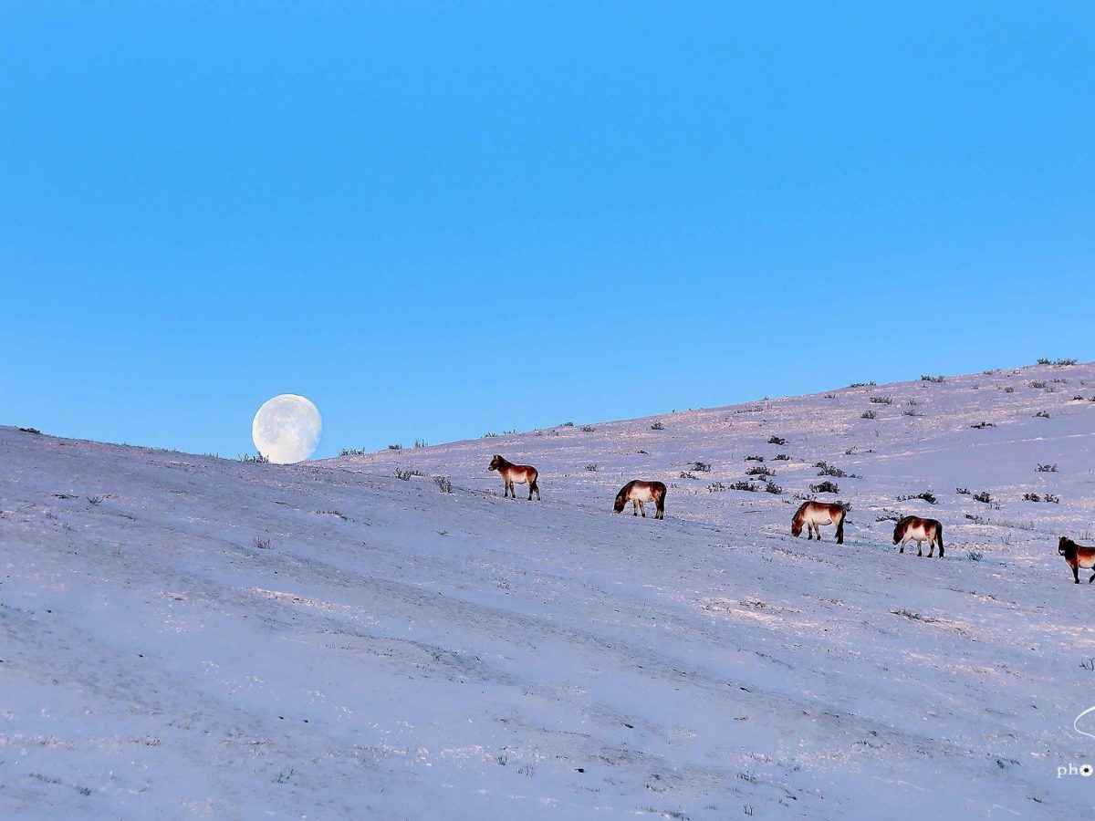 short tour mongolia to khustai national park - takhi horses with winter scenery