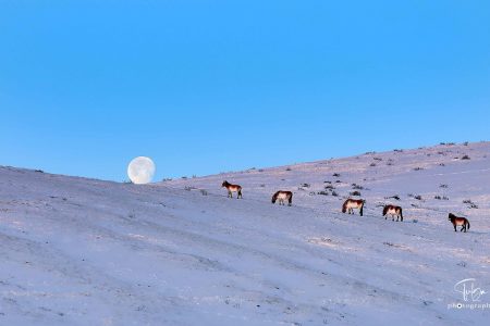 short tour mongolia to khustai national park - takhi horses with winter scenery