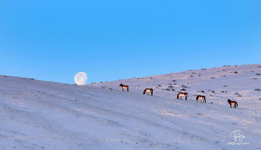 short tour mongolia to khustai national park - takhi horses with winter scenery