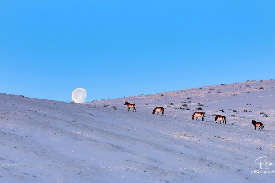 short tour mongolia to khustai national park - takhi horses with winter scenery