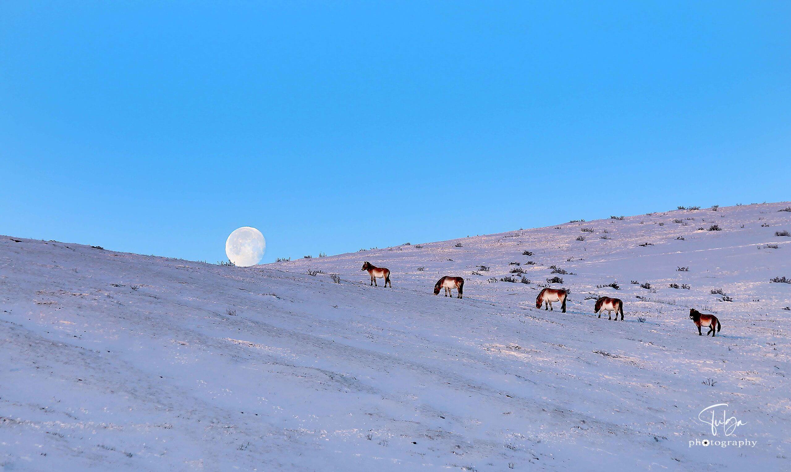 Hustai National Park