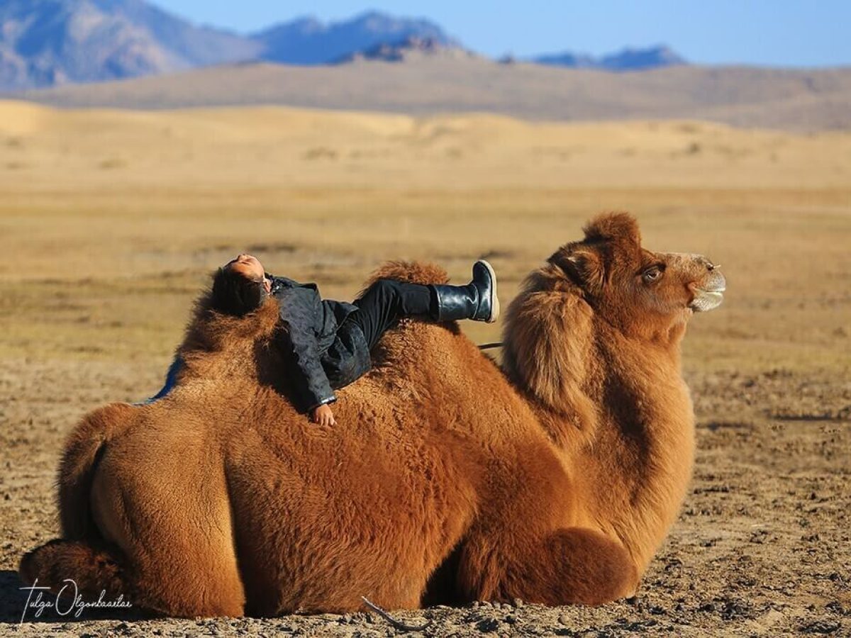 Local boy's lazy day with his camel in the Mongolian desert