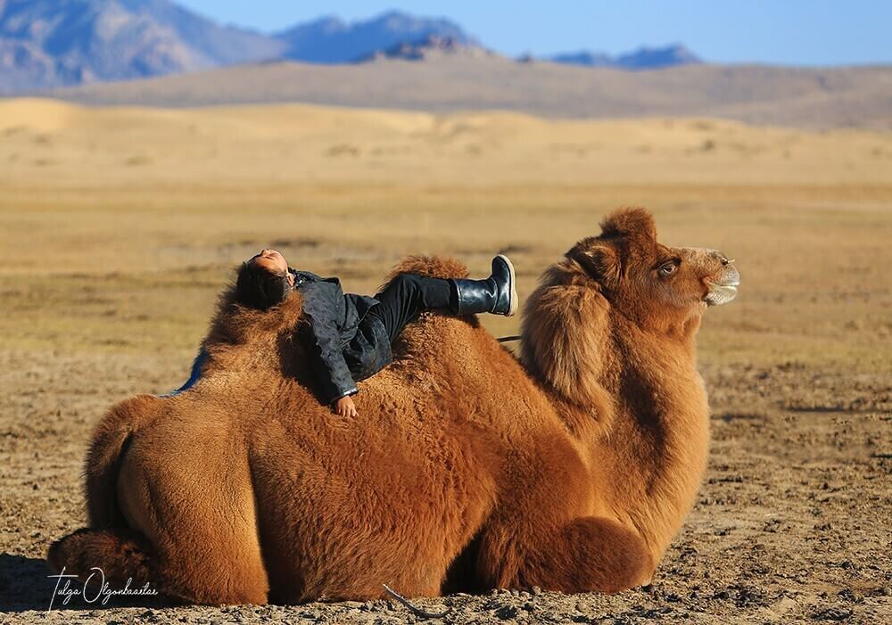 Local boy's lazy day with his camel in the Mongolian desert