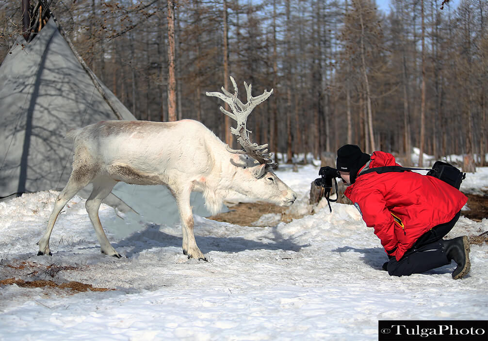 Photographer with winter reindeer