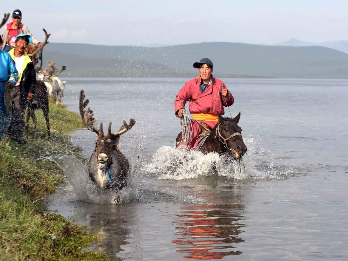 Reindeer Festival 2019, herder chases his reindeer in the water