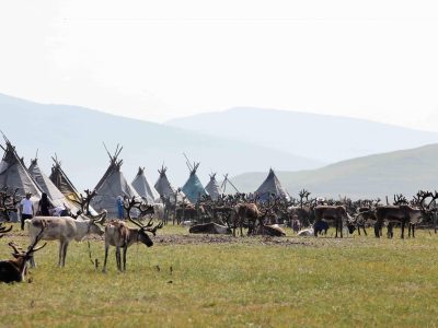 Hundreds of reindeer at the Reindeer festival 2019