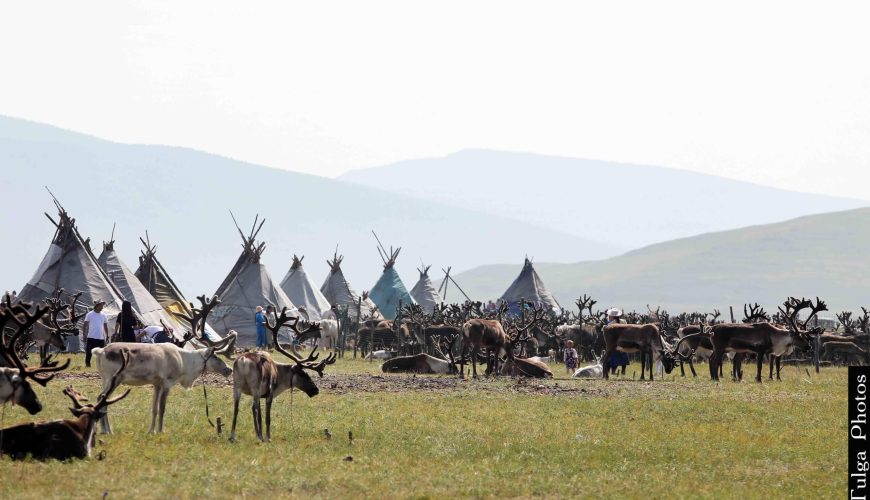 Hundreds of reindeer at the Reindeer festival 2019