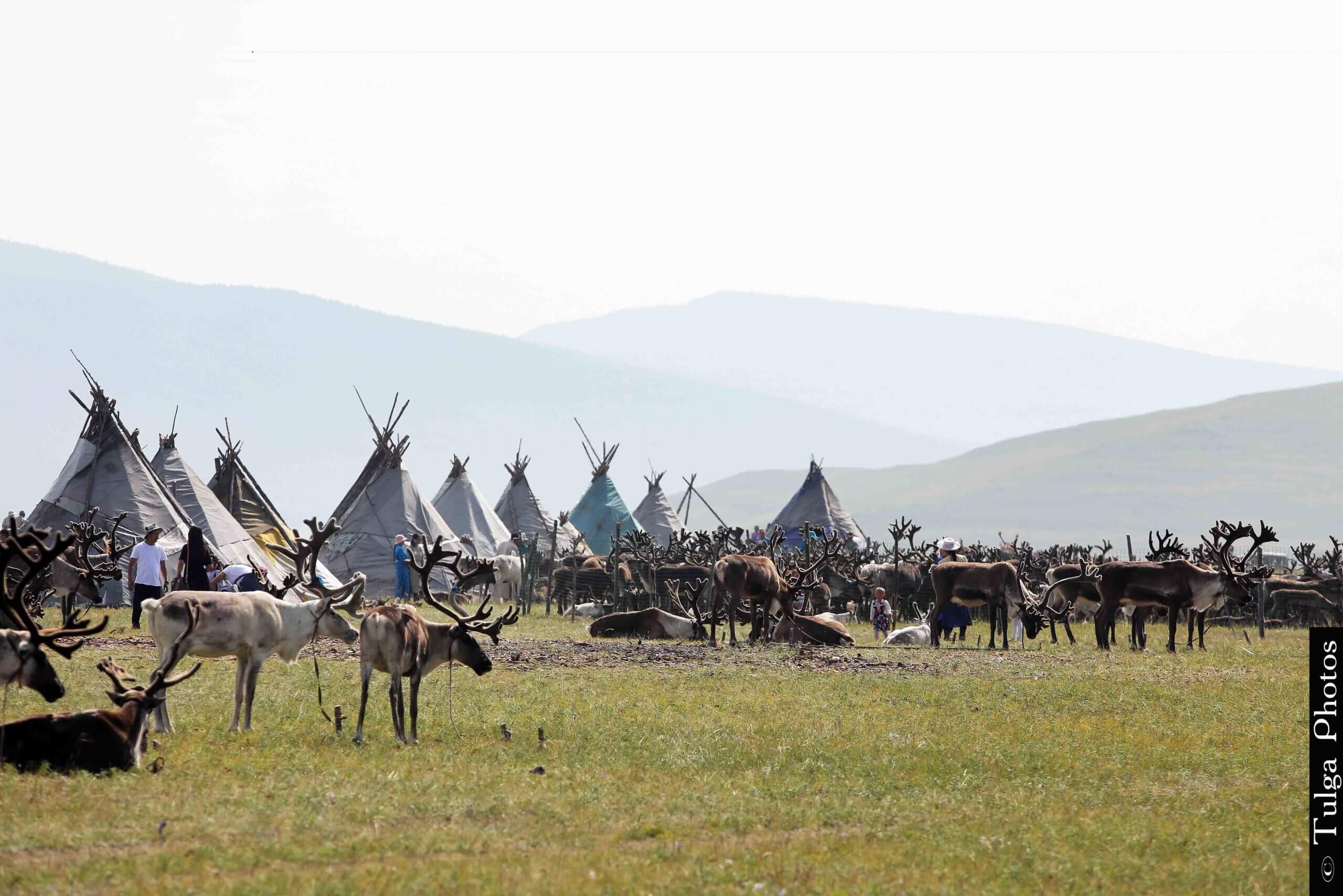 Hundreds of reindeer at the Reindeer festival 2019