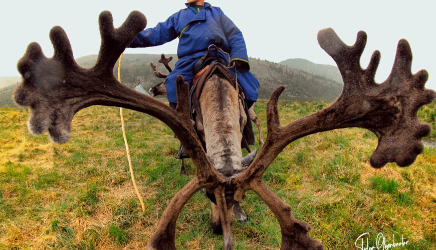 Reindeer Tribe Mongolia