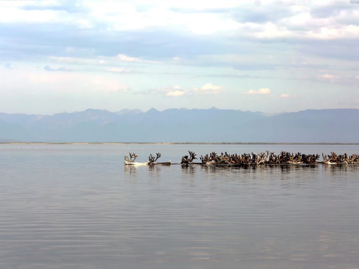 Watering the reindeer at the Reindeer Festival Mongolia