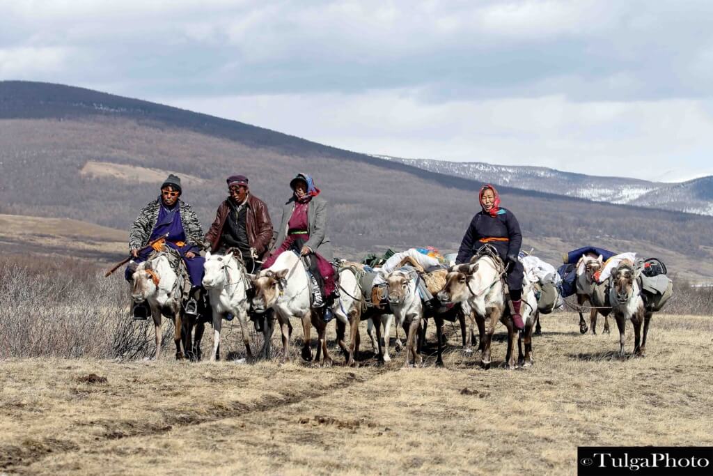 reindeer elders with strong helpers help the Reindeer People