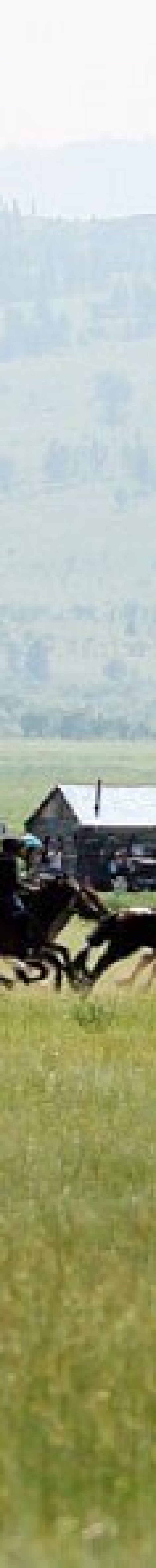 Horse race during Naadam Festival