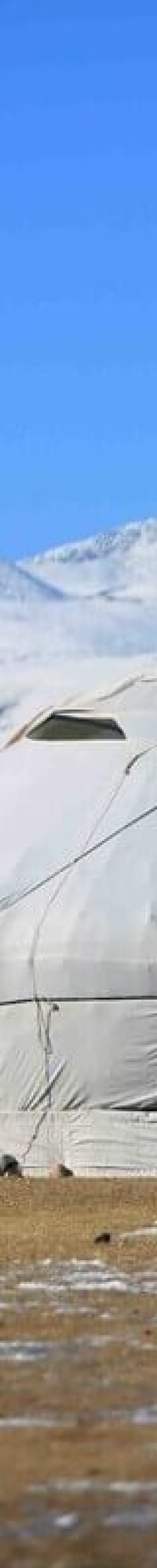 Gers at Golden Eagle Festival Mongolia site