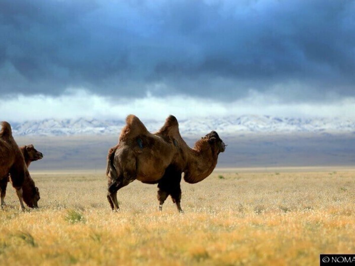 Gobi Mongolia Camel scenery - Top 5 photography tours Mongolia