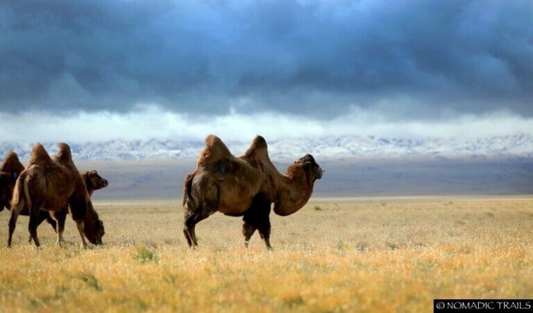 Gobi Mongolia Camel scenery - Top 5 photography tours Mongolia