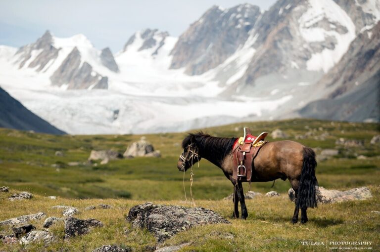 Horse in Altai Tavan Bogd scenery