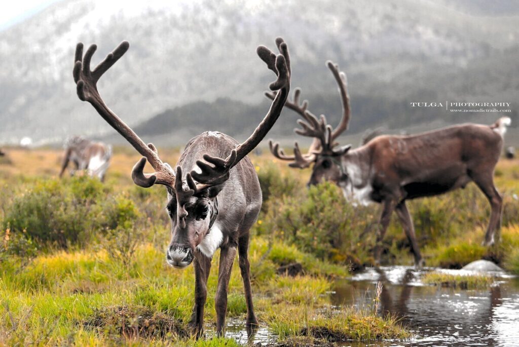 Reindeer-Summer Mongolian Reindeer Herders tour