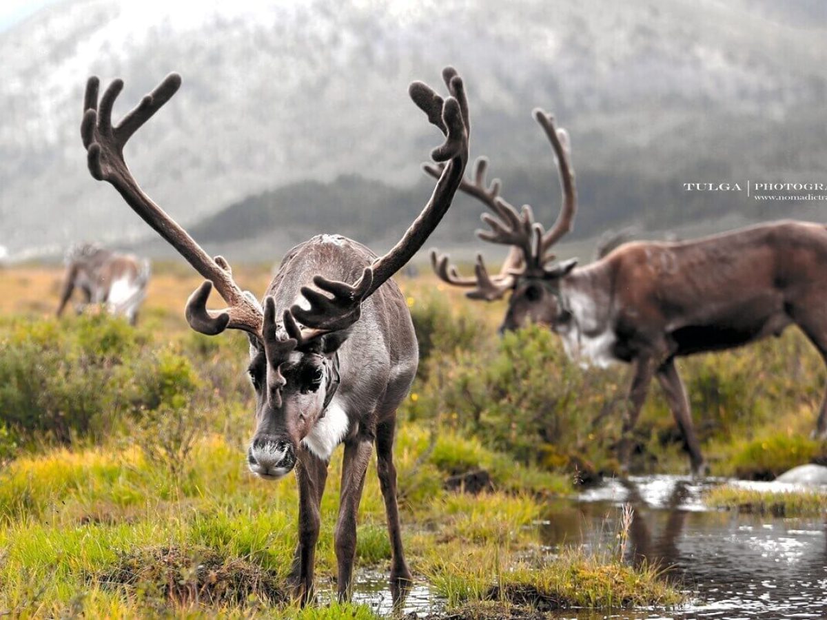 Reindeer-Summer Mongolian Reindeer Herders tour