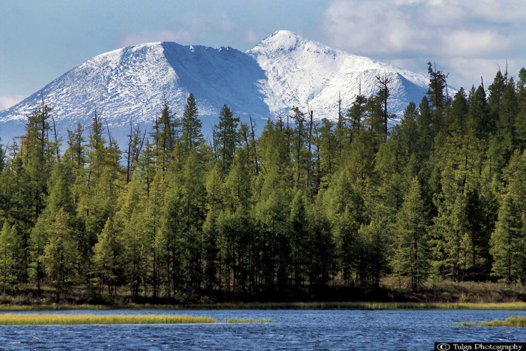 Taiga how to visit the mongolian reindeer herders