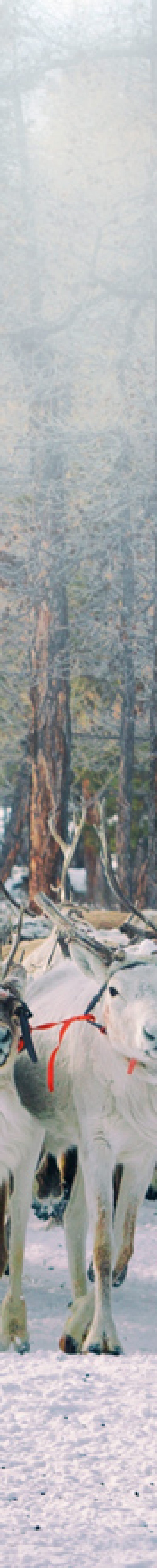 Reindeer Festival Tour