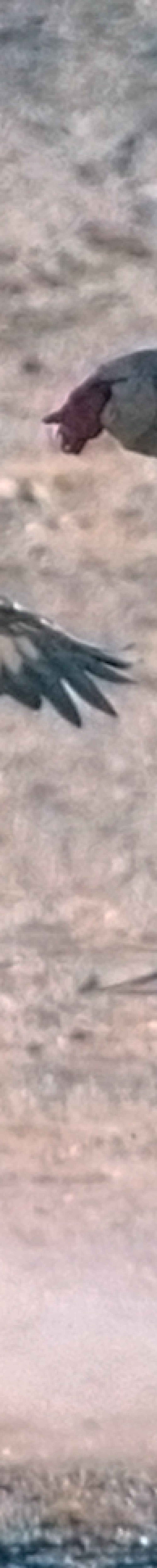 Eagle is catching a pray