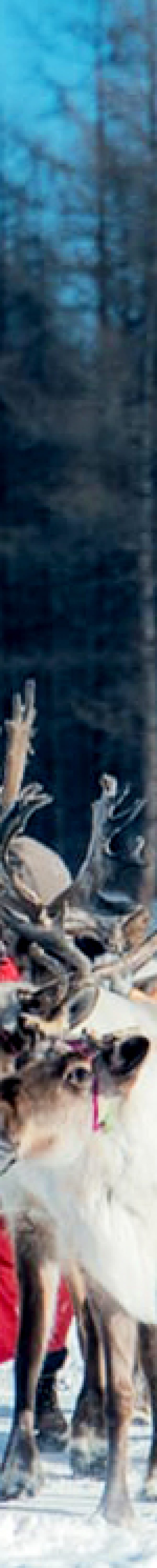 Reindeer- Winter Tour