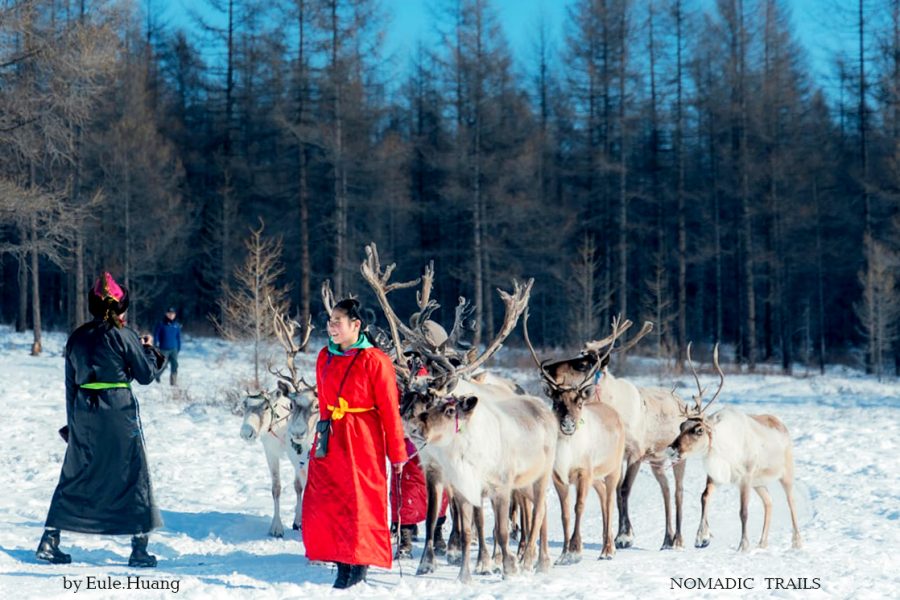 Reindeer- Winter Tour