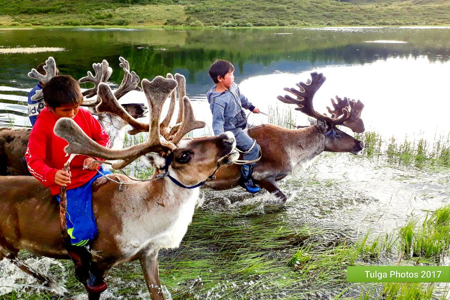 Reindeer Tribe Mongolia