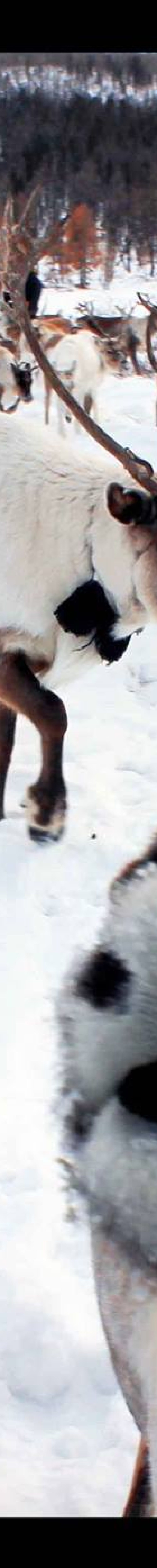 Reindeer Selfie- Little Reindeer Girl Tsaatan Reindeer Tribe during Mongolia winter tour