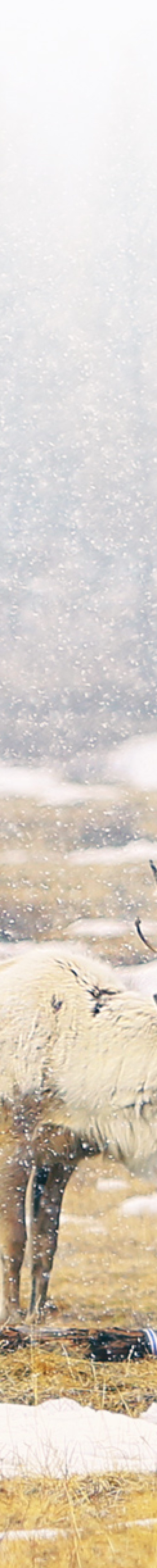 Reindeer Herders- Tsaatan Reindeer Tribe during Mongolia winter tour