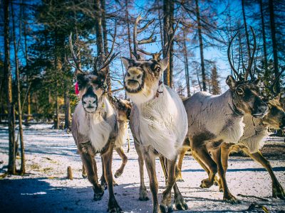 Tsaatan Reindeer Tribe during Mongolia winter tour
