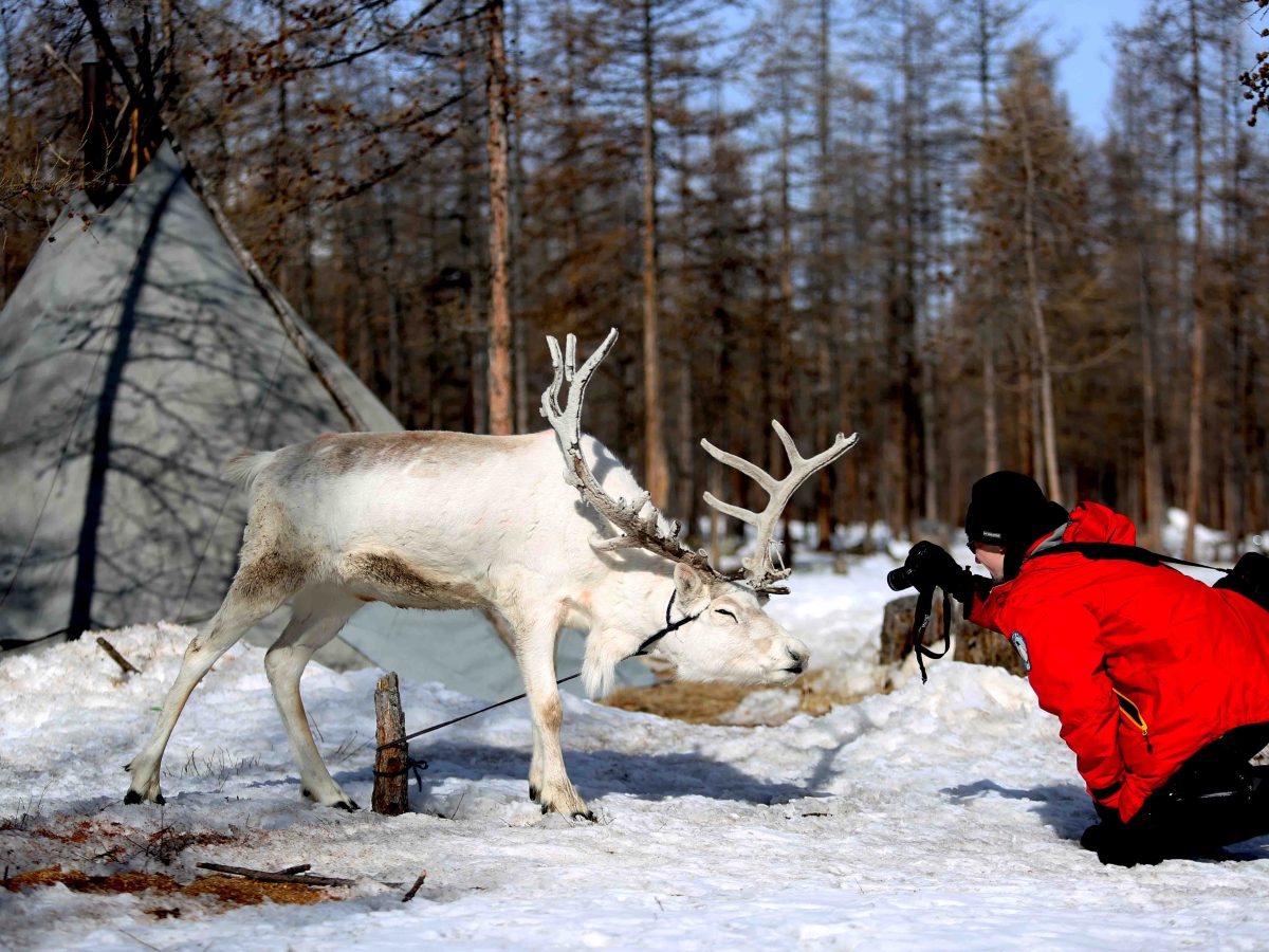 Reindeer photo