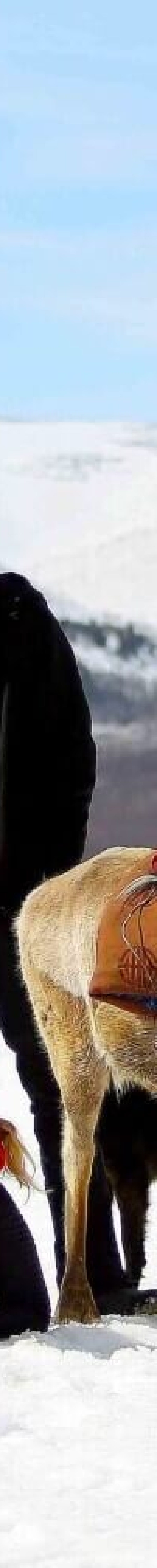 Winter-reindeer-herders-tour-Mongolia