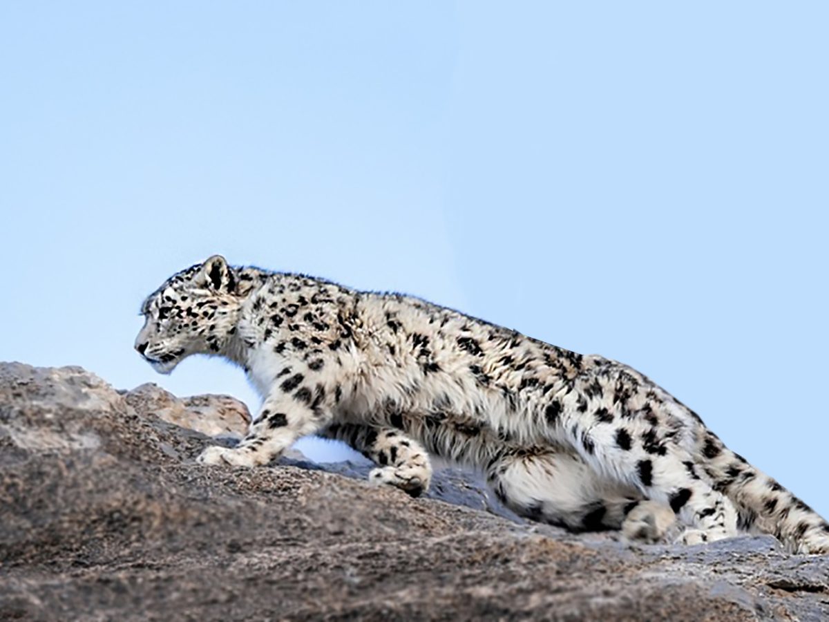Wilderness Travel Mongolia
