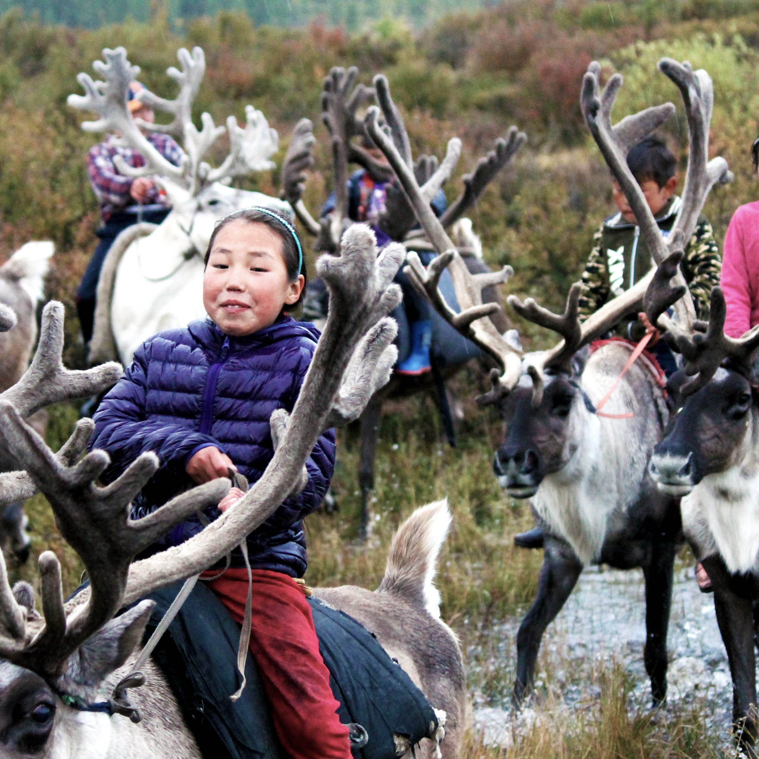 Reindeer Tour